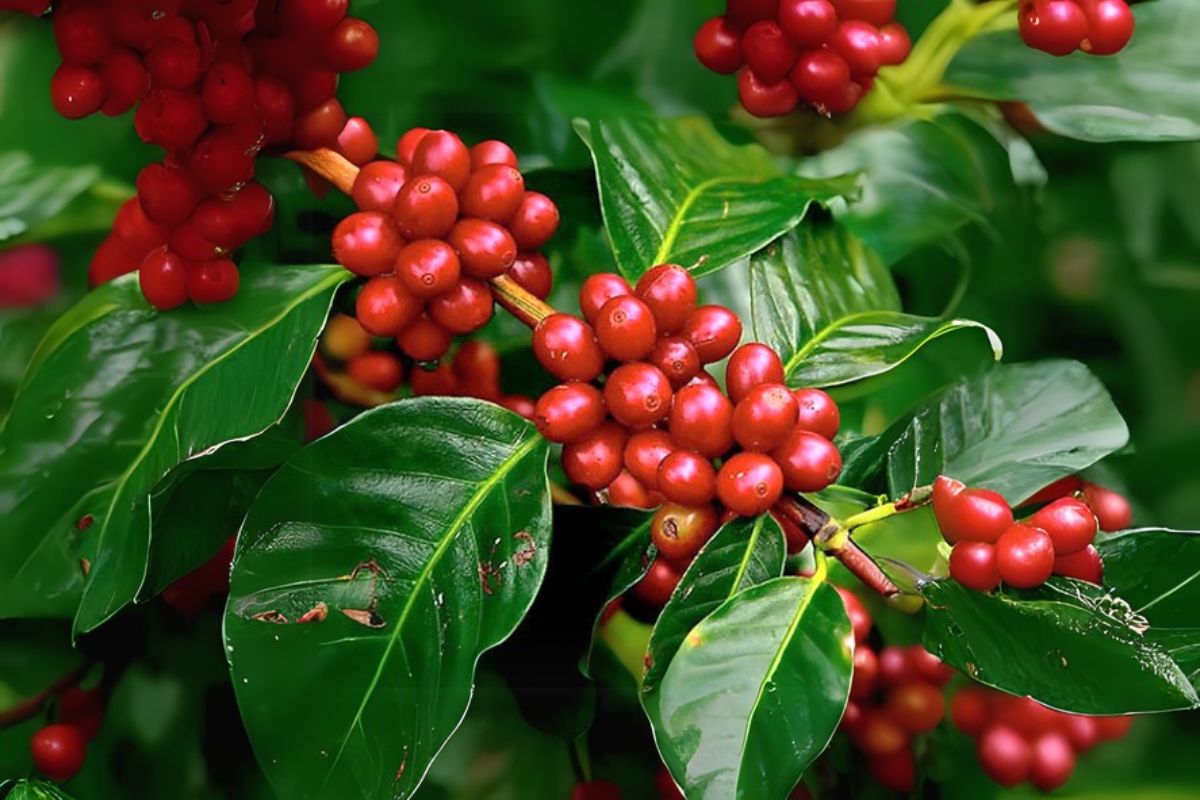 Coffea Cruda